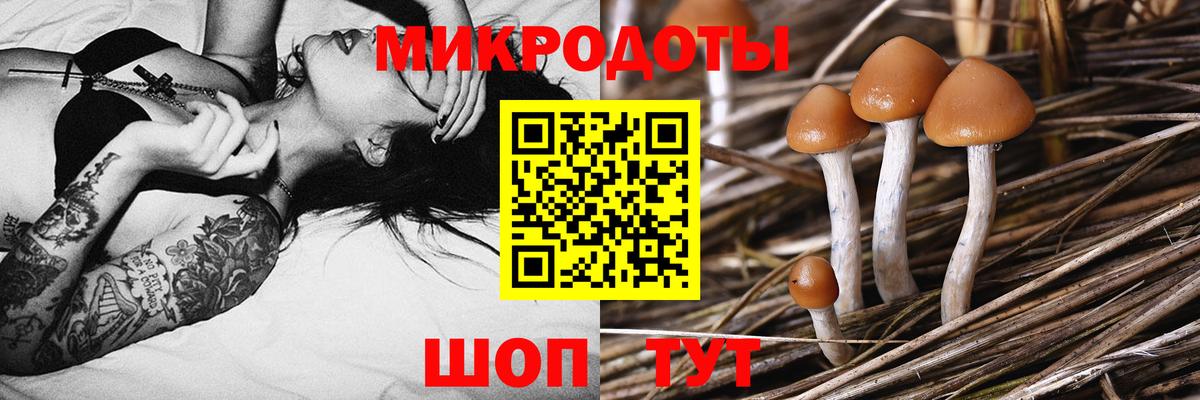 Междуреченск  Галлюциногенные грибы Psilocybe  Вход с VPN 